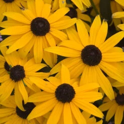 Butterfly Garden Collection -Great Garden Plants Sales Store rudbeckia goldsturm black eyed susan 1 b3037281 7c3f 4bff 9294 cd6e3503b693