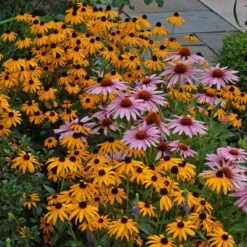 'Goldsturm' Black-Eyed Susan (Rudbeckia) -Great Garden Plants Sales Store rudbeckia goldsturm black eyed susan 3 sw