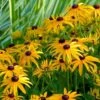 'Goldsturm' Black-Eyed Susan (Rudbeckia)