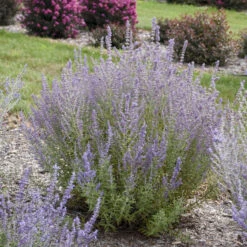 'Sage Advice' Russian Sage -Great Garden Plants Sales Store sage advice russian sage 2