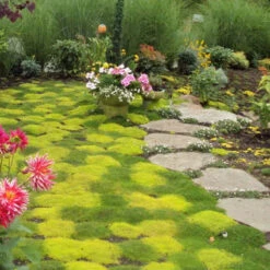 Irish Moss - Yellow -Great Garden Plants Sales Store sagina subulata aurea scotch moss 4