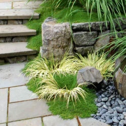 Irish Moss -Great Garden Plants Sales Store sagina subulata irish moss 3