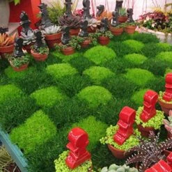 Irish Moss -Great Garden Plants Sales Store sagina subulata irish moss 4