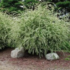 'Hakuro Nishiki' Dappled Willow -Great Garden Plants Sales Store salix integra hakuro nishiki willow 3 sw