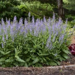 Color Spires® 'Azure Snow' Salvia -Great Garden Plants Sales Store salvia azure snow 3 sw