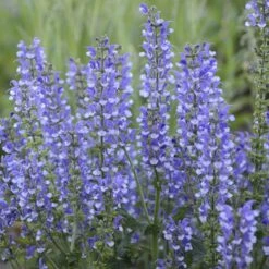 Color Spires® 'Azure Snow' Salvia -Great Garden Plants Sales Store salvia azure snow 4 sw