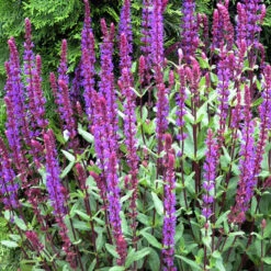 'Caradonna' Salvia -Great Garden Plants Sales Store salvia caradonna 2