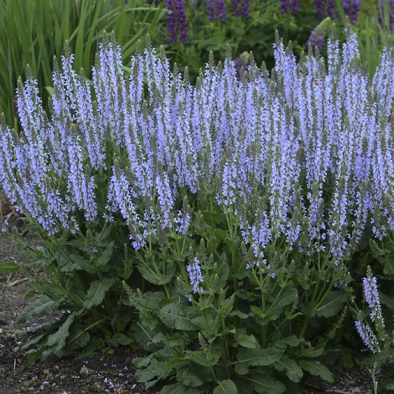 Color Spires® 'Crystal Blue' Salvia 1 Color Spires® 'Crystal Blue' Salvia