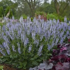 Color Spires® 'Crystal Blue' Salvia 7 Color Spires® 'Crystal Blue' Salvia -Great Garden Plants Sales Store salvia crystal blue 2 sw