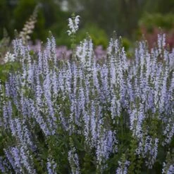 Color Spires® 'Crystal Blue' Salvia 8 Color Spires® 'Crystal Blue' Salvia -Great Garden Plants Sales Store salvia crystal blue 3 sw