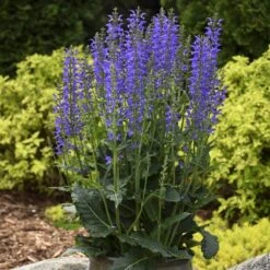 Color Spires® 'Indiglo Girl' Salvia 10 Color Spires® 'Indiglo Girl' Salvia -Great Garden Plants Sales Store salvia indiglo girl 3 sw