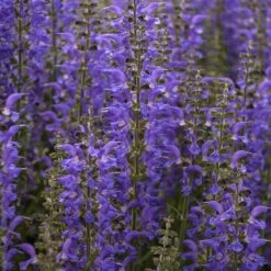 Color Spires® 'Indiglo Girl' Salvia 9 Color Spires® 'Indiglo Girl' Salvia -Great Garden Plants Sales Store salvia indiglo girl 4 sw