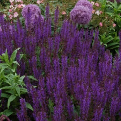 'May Night' Salvia -Great Garden Plants Sales Store salvia may night 2