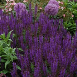 Bee Dazzled Pollinator Collection -Great Garden Plants Sales Store salvia may night 2 2e14355a 8c87 4c1a b2c4 614102b011f3