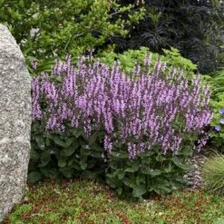 Color Spires® 'Pink Dawn' Salvia 7 Color Spires® 'Pink Dawn' Salvia -Great Garden Plants Sales Store salvia pink dawn 1 sw