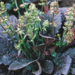 'Purple Knockout' Salvia