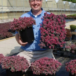 Sunsparkler® 'Blue Elf' Sedoro -Great Garden Plants Sales Store sedoro blue elf sedum 3
