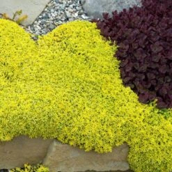 Golden Stonecrop -Great Garden Plants Sales Store sedum acre aureum 2 sw
