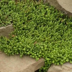 Golden Stonecrop -Great Garden Plants Sales Store sedum acre aureum 4 sw