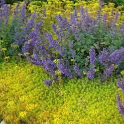 'Angelina' Stonecrop -Great Garden Plants Sales Store sedum angelina 3 290d8295 fbb3 4230 95cf 735b1b3781b7 sw