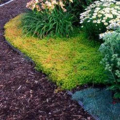 'Angelina' Stonecrop -Great Garden Plants Sales Store sedum angelina 4 c1960bac f9a2 498d b839 bdc91bfcdf90 sw
