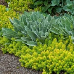 'Angelina' Stonecrop -Great Garden Plants Sales Store sedum angelina 6 bd4c972d 7594 4131 aed1 4806fee7312b sw