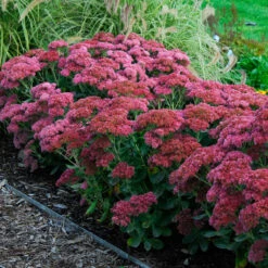 Butterfly Garden Collection -Great Garden Plants Sales Store sedum autumn joy 3