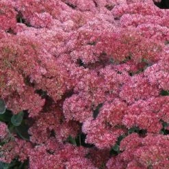 'Autumn Joy' Stonecrop -Great Garden Plants Sales Store sedum autumn joy 5 897b38ab 3ac0 4b4c 9b48 20f691cba69b sw