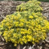 Rock 'N Low® 'Boogie Woogie' Stonecrop