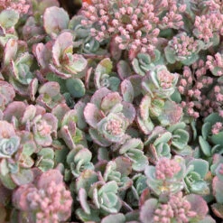 Succulent Ground Cover Collection -Great Garden Plants Sales Store sedum cauticola lidakense 1 63b063a7 3f2a 492e bc5c d5b12f64e4e7