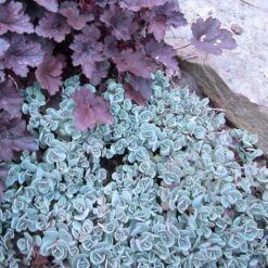 'Lidakense' Stonecrop -Great Garden Plants Sales Store sedum cauticola lidakense 3 sw