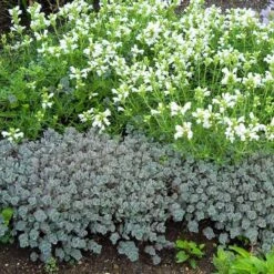 'Lidakense' Stonecrop -Great Garden Plants Sales Store sedum cauticola lidakense 4 sw