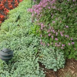 'Lidakense' Stonecrop -Great Garden Plants Sales Store sedum cauticola lidakense 5 sw