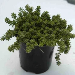 'Coral Carpet' Stonecrop -Great Garden Plants Sales Store sedum coral carpet 3 sw