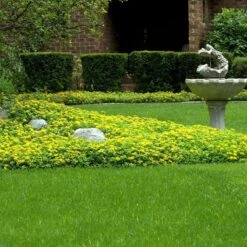 Japanese Stonecrop (Sedum Ellacombianum) 10 Japanese Stonecrop (Sedum Ellacombianum) -Great Garden Plants Sales Store sedum ellacombianum 5 sw