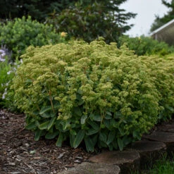 Rock 'N Grow® 'Lemonjade' Stonecrop -Great Garden Plants Sales Store sedum lemon jade 4