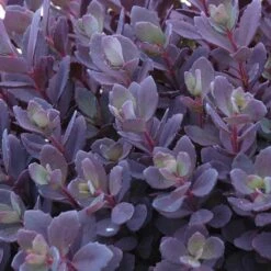 Sunsparkler® 'Plum Dazzled' Stonecrop 5 Sunsparkler® 'Plum Dazzled' Stonecrop -Great Garden Plants Sales Store sedum plum dazzled 3