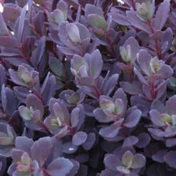 Succulent Ground Cover Collection -Great Garden Plants Sales Store sedum plum dazzled 3 410c15ec d900 499d b6a2 76de782414ab