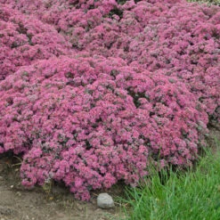 Rock 'N Round™ 'Popstar' Stonecrop -Great Garden Plants Sales Store sedum pop star 4