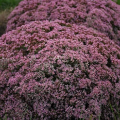 Rock 'N Round 'Pride And Joy' Stonecrop -Great Garden Plants Sales Store sedum pride joy 3