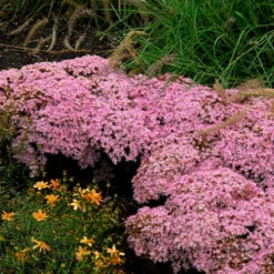 Rock 'N Round™ 'Pure Joy' Stonecrop -Great Garden Plants Sales Store sedum pure joy 1
