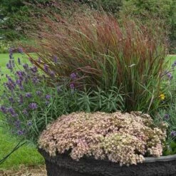 Rock 'N Round™ 'Pure Joy' Stonecrop -Great Garden Plants Sales Store sedum pure joy 3