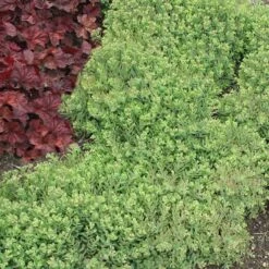 Rock 'N Round™ 'Pure Joy' Stonecrop -Great Garden Plants Sales Store sedum pure joy 5