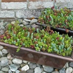 SedumSod® -Great Garden Plants Sales Store sedum sod 12