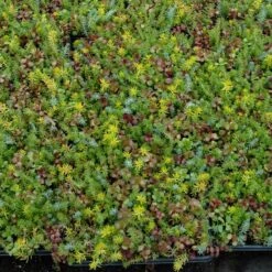SedumSod® -Great Garden Plants Sales Store sedum sod 4