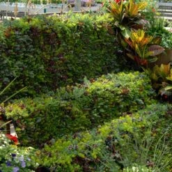 SedumSod® -Great Garden Plants Sales Store sedum sod 6