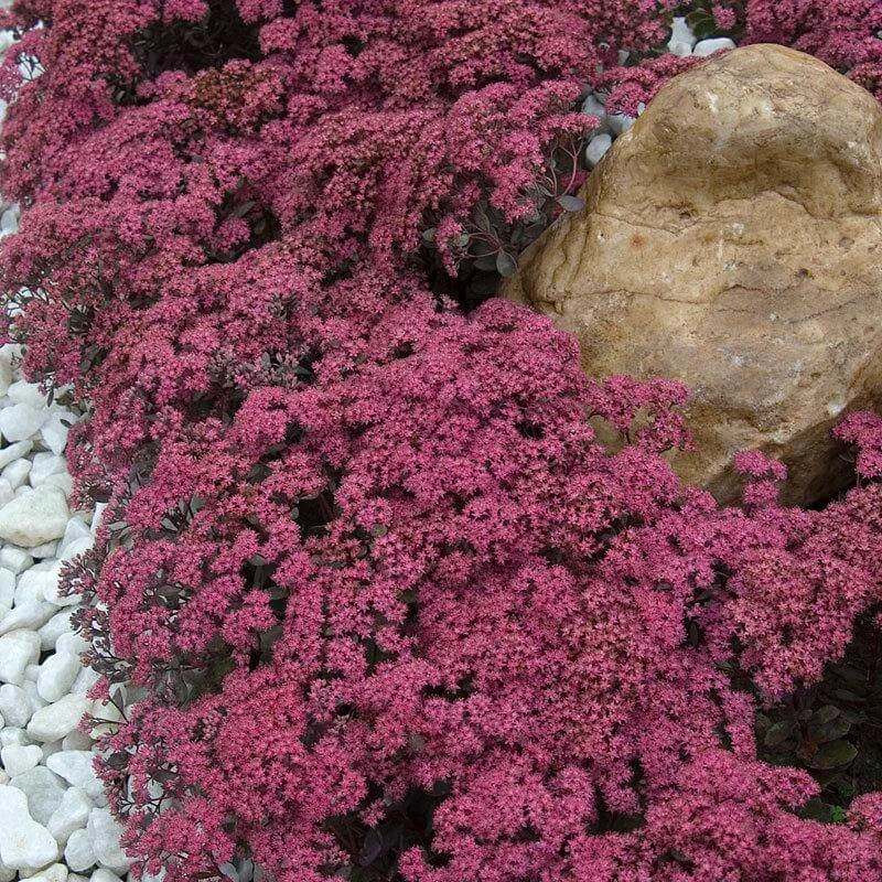 Sunsparkler® 'Dazzleberry' Stonecrop 1 Sunsparkler® 'Dazzleberry' Stonecrop