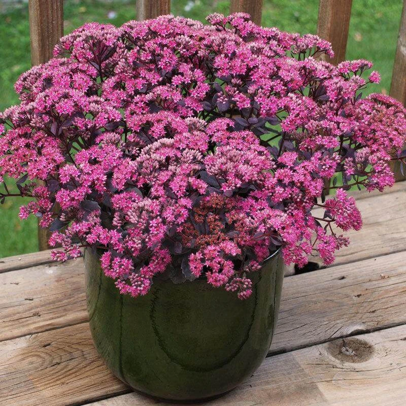 Sunsparkler® 'Dazzleberry' Stonecrop 2 Sunsparkler® 'Dazzleberry' Stonecrop - Image 2