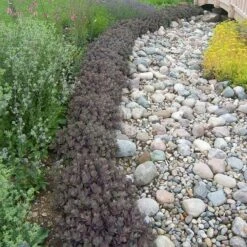 Sunsparkler® 'Dazzleberry' Stonecrop 9 Sunsparkler® 'Dazzleberry' Stonecrop -Great Garden Plants Sales Store sedum sunsparkler dazzleberry 3 sw