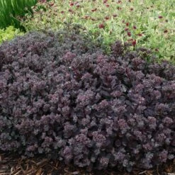 Sunsparkler® 'Dazzleberry' Stonecrop 8 Sunsparkler® 'Dazzleberry' Stonecrop -Great Garden Plants Sales Store sedum sunsparkler dazzleberry 4 sw